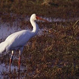 Siberian White / Siberian / Snow Crane - Keoladeo National Park - Bharatpur - India