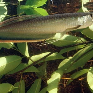 Silver Arawana / Arowana / Aruana Fish Amazon, South America