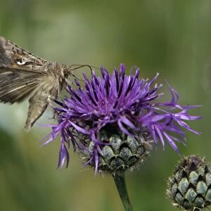 Silver Y Moth- feeding on Greater Knapweed flower, Hessen, Germany