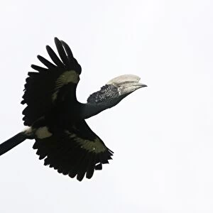 Silvery-cheeked Hornbill - in flight. Awasa - Arsi Region - Ethiopia