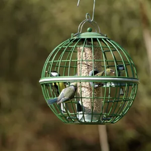 Siskin & Tits on squirrel proof globe bird feeder