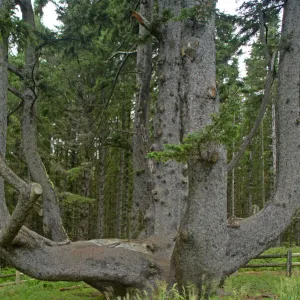 Sitka Spruce / Octopus Tree. Cape Mears, Oregon Coast, USA LA001005