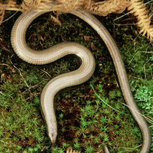 Slow Worm Legless Lizard, UK