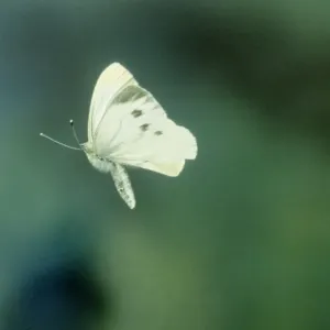 Small / Cabbage White Butterfly Print - In flight Small / Cabbage White Butterfly Print - In flight