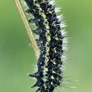 Small Emperor Moth Caterpillar - France