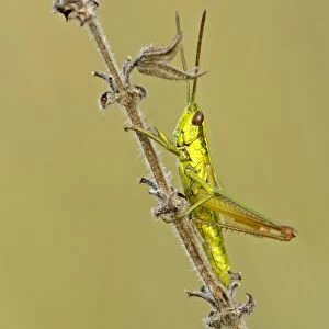 Small Golden Grasshopper resting on blade of grass in autumn meadow Baden-Wuerttemberg, Germany