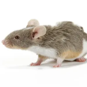 Pet Mouse - in studio Pet Mouse - in studio