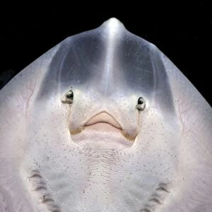 Small Ray, probably Spotted Ray, seen from below showing gills, mouth and nostrils