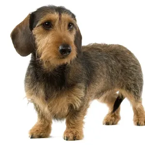 Dachshund Wire Haired