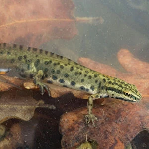 Smooth Newt - male in the water