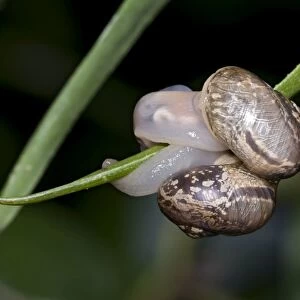 Snails - mating. Grahamstown, Eastern Cape, South Africa