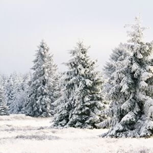 Snow Conifers in winter landscape. High-moor Nature Reserve, Belgium
