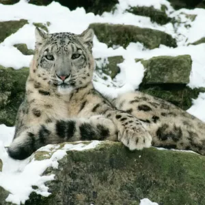 Snow Leopard Print - Uncia uncia Snow Leopard Print - Uncia uncia