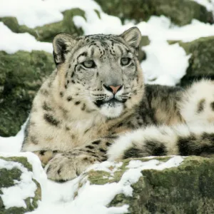 Snow Leopard