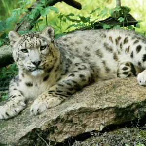 Cats (Wild) Jigsaw Puzzle Collection: Snow Leopard