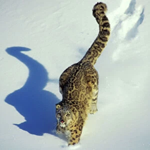 Mammals Metal Print Collection: Snow Leopard