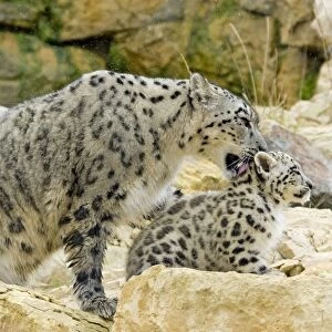 Snow Leopards - female washing cub