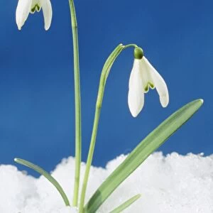 Snowdrop - Two flowers in snow