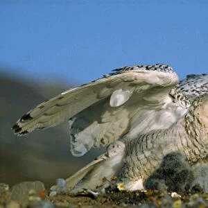 Snowy Owl - with chicks