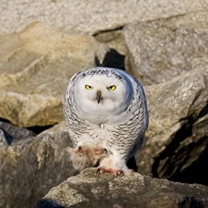Snowy Owl, Immature bird, Nyctea scandiaca. Norwalk CT in November