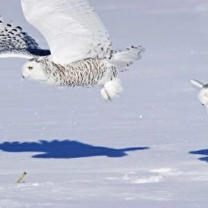 Snowy Owl PHOTOCOMPOSITION of 4 actual consecutive frames all within the same second. Ontario, Canada in February