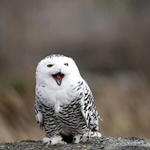 Snowy Owl - resting on rock calling