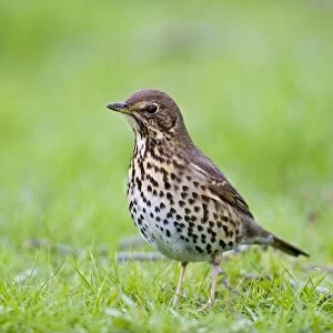 Song thrush - on grass three quarter view West Wales UK 005408