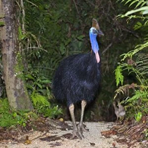 Southern Cassowary - adult male stands amidst tropical rainforest - Tam O'Shanter State Forest, Wet Tropics World Heritage Area, Queensland, Australia