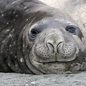 Southern Elephant Seal - Saint Andrew - South Georgia