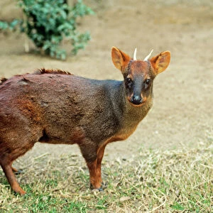 Cervidae Collection: Southern Pudu
