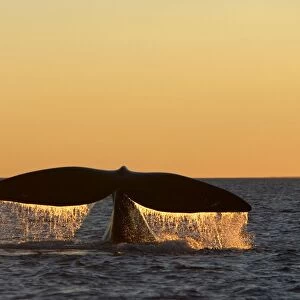 Southern Right Whale - Tail flukes, at sunset Valdes Peninsula, Province Chubut, Patagonia, Argentina