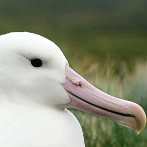 Southern Royal Albatross Campbell Island, New Zealand