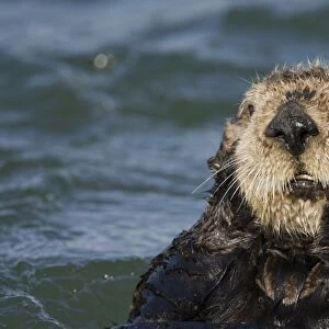 Southern Sea Otter - Monterey Bay - CA - USA