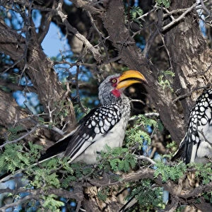 Bucerotiformes Collection: Typical Hornbills