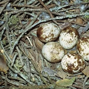 Sparrow Hawk Eggs