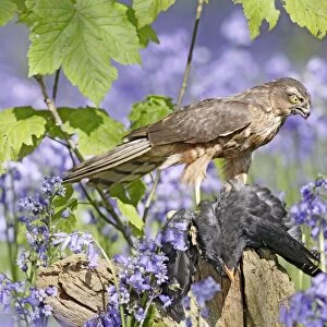 Sparrowhawk - with prey in bluebell wood - Bedfordshire - UK 007314