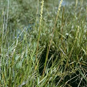 Spartina / Cord / Rice Grass Hampshire UK