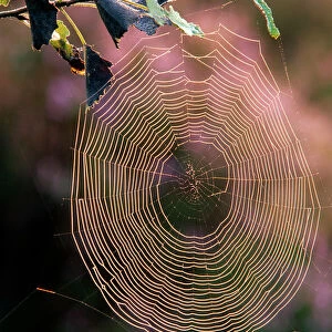 Spiders web / Cobweb in sunlight