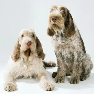 Spinone Dog Print JD-7141 Spinone Dog Print JD-7141