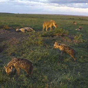 Spotted Hyena - 3-4 month old cubs at communal den at sunset - Masai Mara Conservancy - Kenya