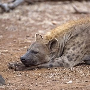Spotted Hyena - female sleeping - Kruger National Park - South Africa