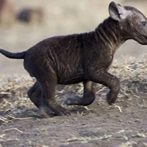 Spotted Hyena - playful 8 week old cub running Masai Mara Conservancy - Kenya