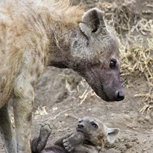 Spotted Hyena - playful 9-11 week old cub with mother - Masai Mara Conservancy - Kenya