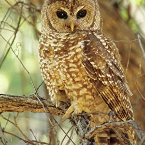 Owls Collection: Spotted Wood Owl