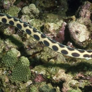 Spotted Snake Eel Indo Pacific, Indonesia