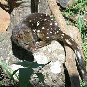 Spotted-tailed Quoll Tasmania, Australia