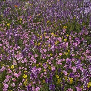 Spring flower display. Mani peninsula, Peloponnese: Silene colorata (pale pink), Trigonella balansae (yellow), fodder vetch (blueish) etc