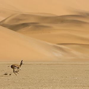 Springbok-Running accross the gravel plains with dunes in the background Southern Dune Sea-Namib Desert-Namibia-Africa
