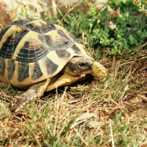 Tortuga de patas espinosas. Tortuga de patas espinosas.