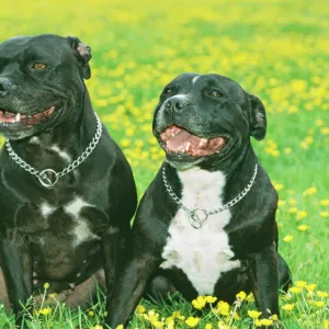 Terrier Jigsaw Puzzle Collection: Staffordshire Bull Terrier